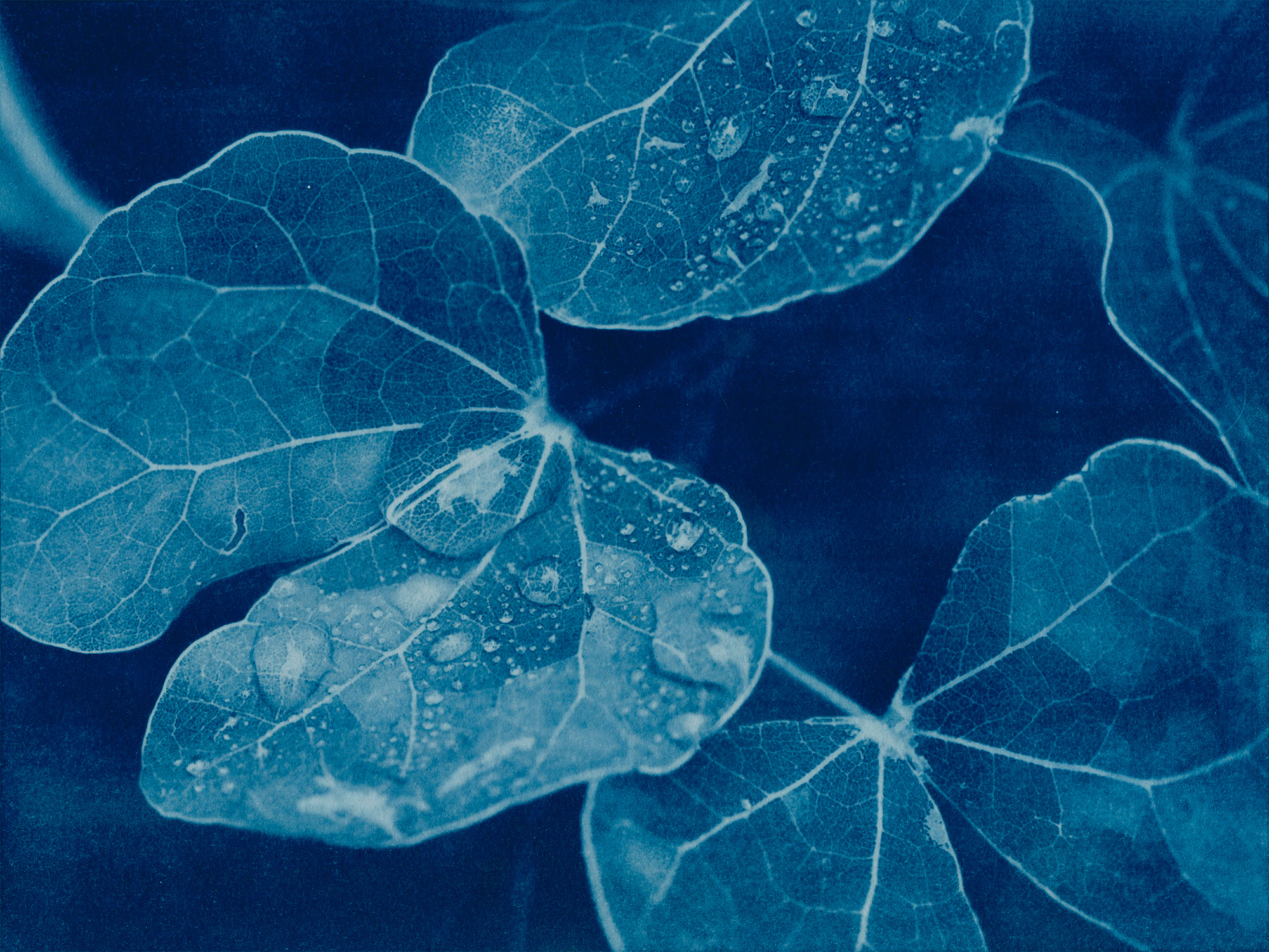 autumn header