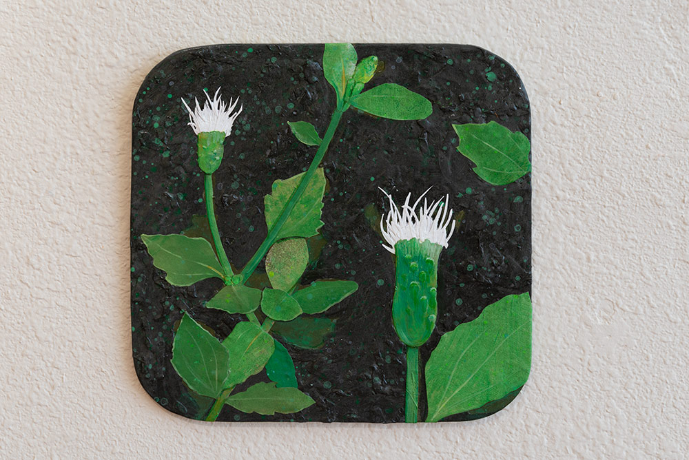 Cape Sable Thoroughwort by Lisa Watson