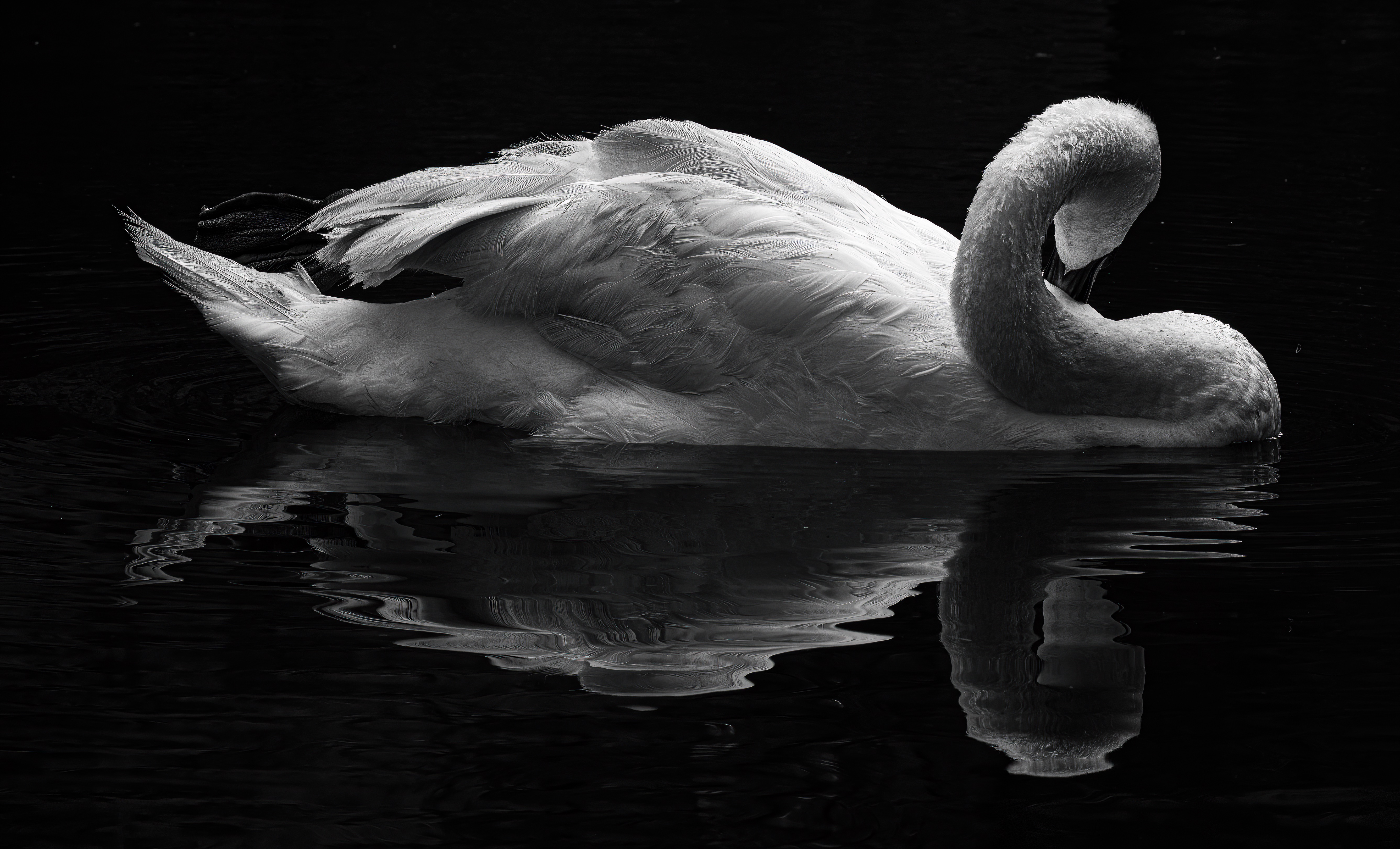 Preening Swan by Stan Diel